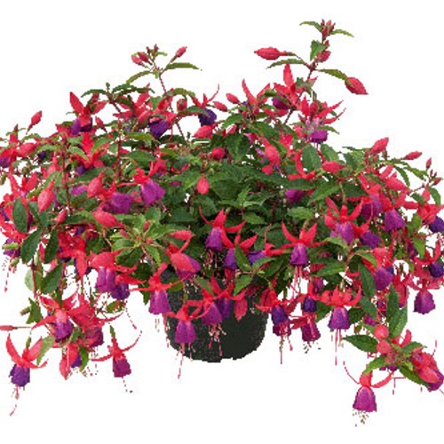 Fuchsia 'SHADOW DANCER Nadia' - Fuksia 'SHADOW DANCER Nadia' 